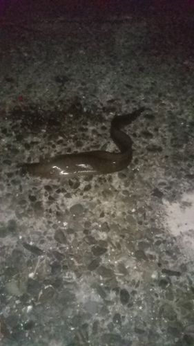 ウツボの釣果