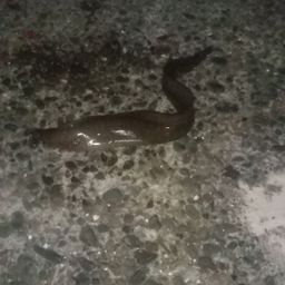 ウツボ