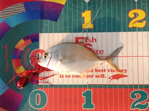 ロウニンアジの釣果