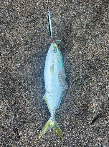 ワカシの釣果