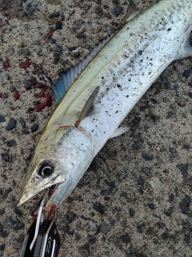 サゴシの釣果