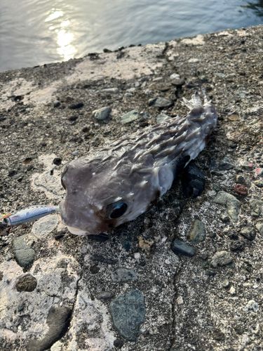フグの釣果