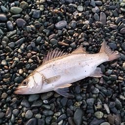 セイゴ（ヒラスズキ）