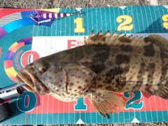 チャイロマルハタの釣果