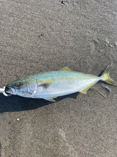 イナダの釣果