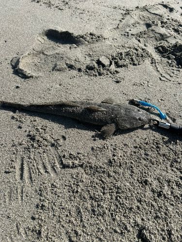 コチの釣果
