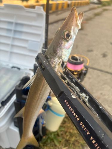 カマスの釣果