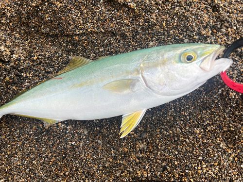 ワカシの釣果