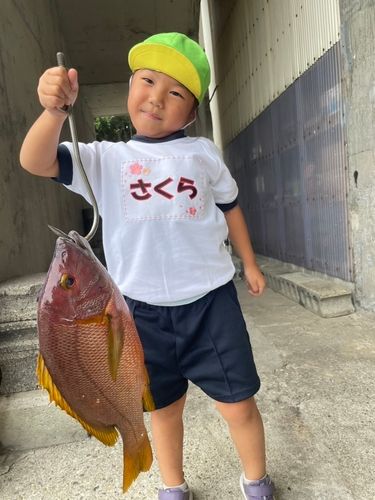 シブダイの釣果