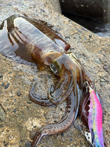 アオリイカの釣果