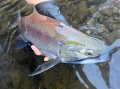 ヒメマスの釣果