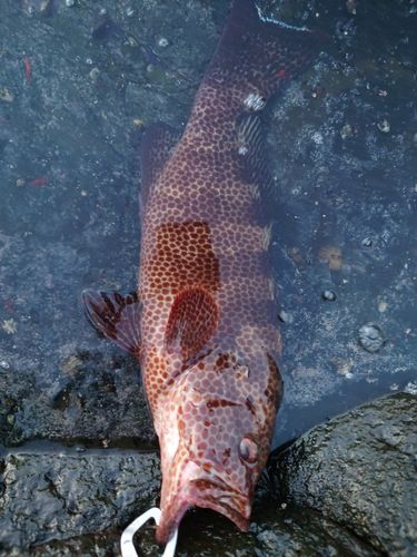 オオモンハタの釣果