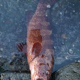 オオモンハタ