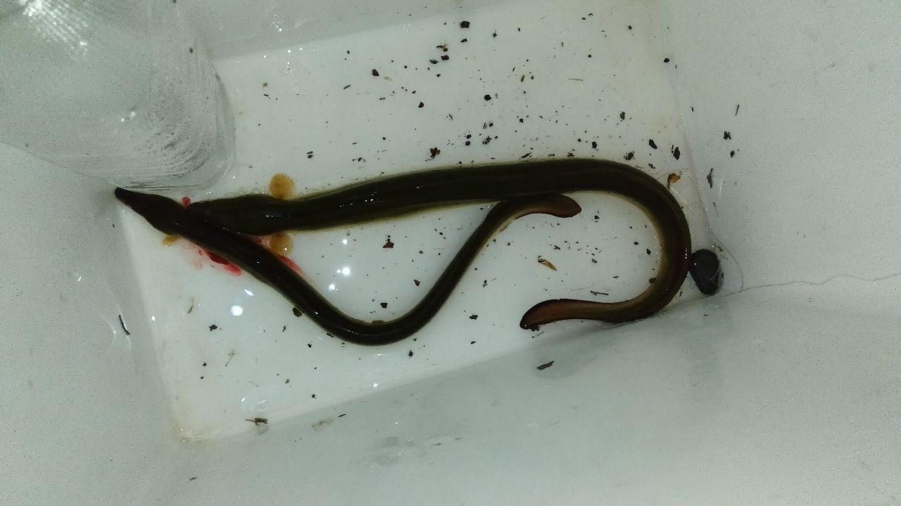 ウナギ