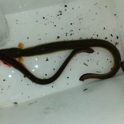 ウナギ