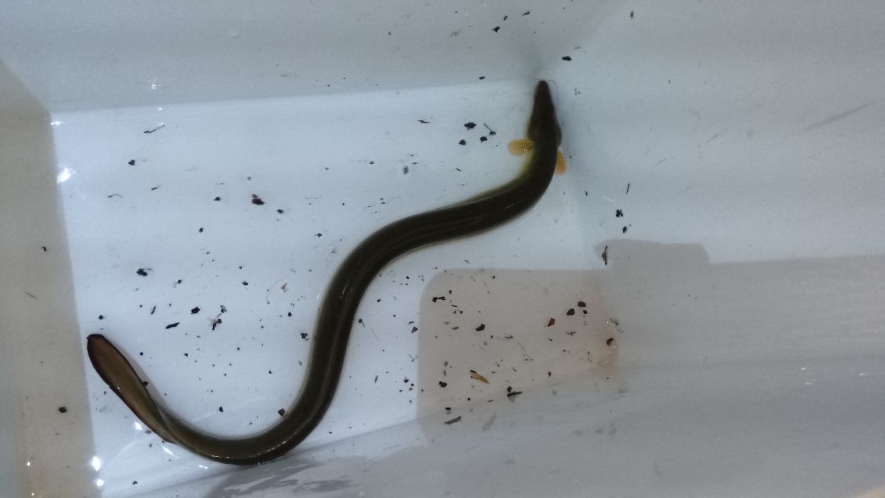 ウナギ