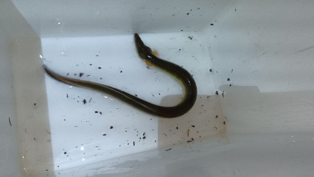ウナギ