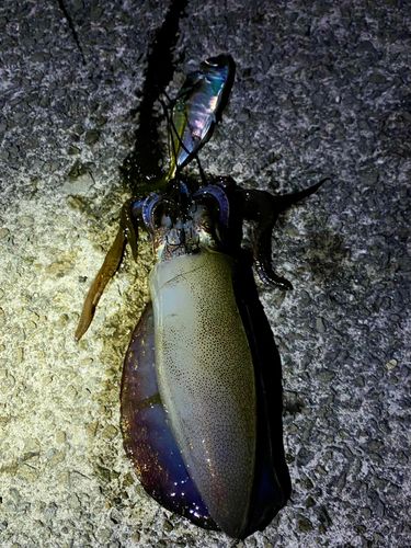 アオリイカの釣果