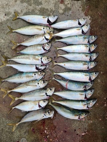 和歌浦湾