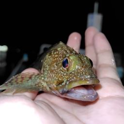 カサゴ