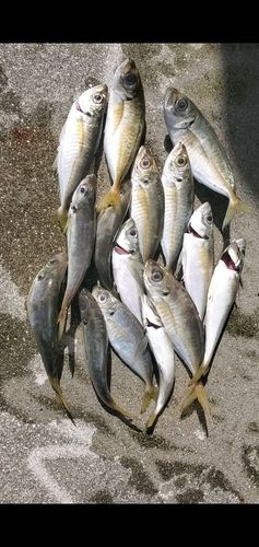 マアジの釣果