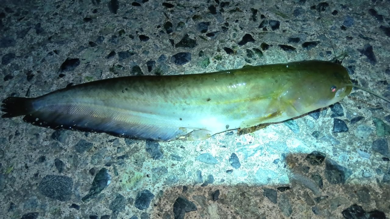 ニホンナマズ