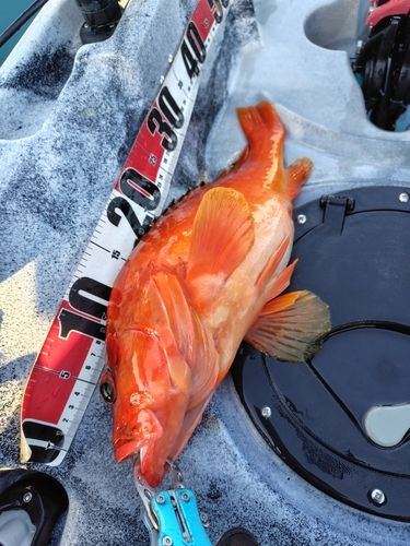 アカハタの釣果