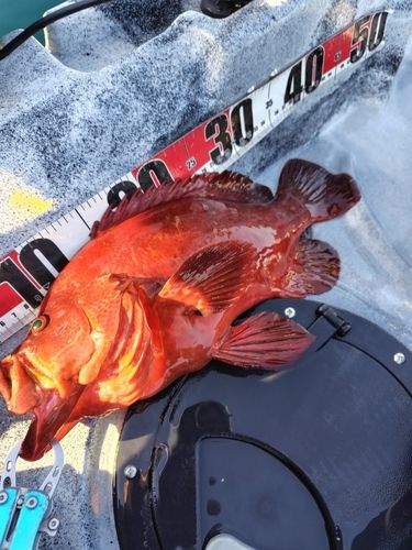 アザハタの釣果