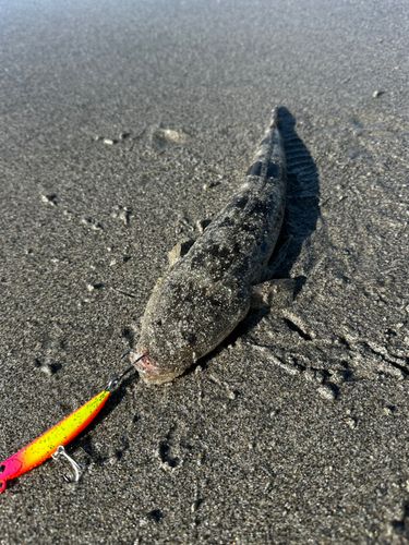 マゴチの釣果