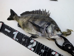 チヌの釣果