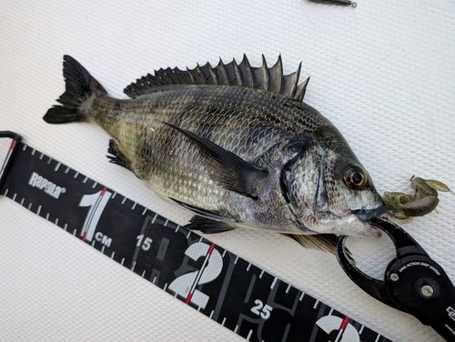 チヌの釣果