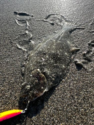 ソゲの釣果