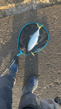 フクラギの釣果