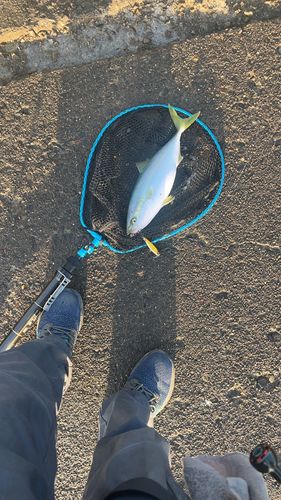 フクラギの釣果