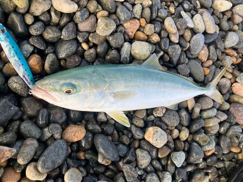 コゾクラの釣果