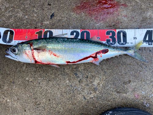 サバの釣果