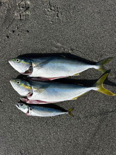 イナダの釣果
