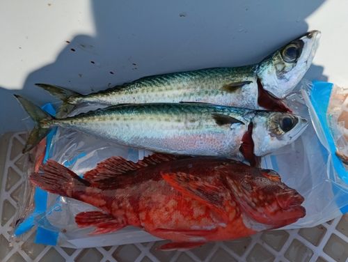 サバの釣果