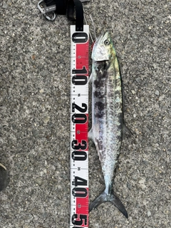 サゴシの釣果