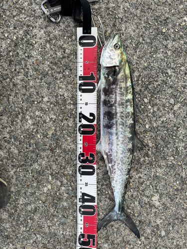 サゴシの釣果