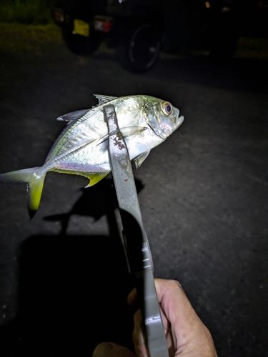 マアジの釣果