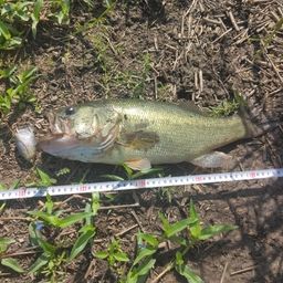 ラージマウスバス