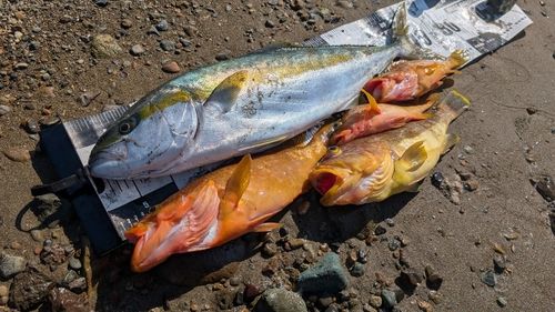 ヒラマサの釣果