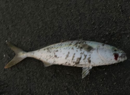 ワカシの釣果