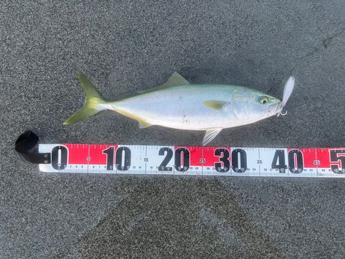 ワカシの釣果