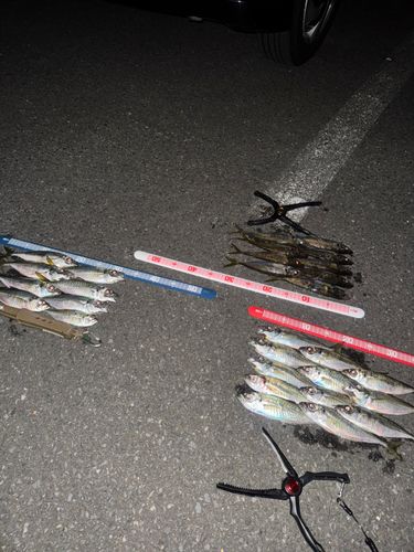 釣果
