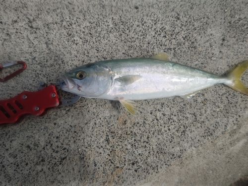ワカシの釣果