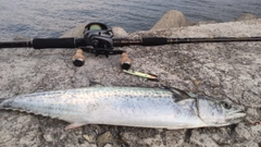サゴシの釣果