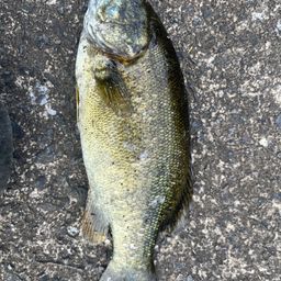 スモールマウスバス