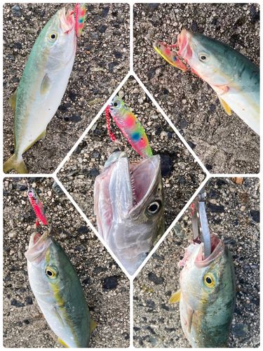 ツバスの釣果